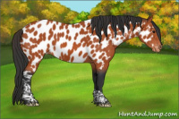 Horse Color:Bay Tobiano Appaloosa 