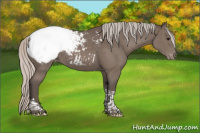 Horse Color:Silver Black Tobiano Appaloosa 