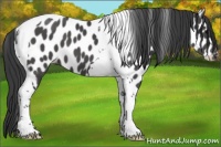Horse Color:Black Tobiano Leopard 