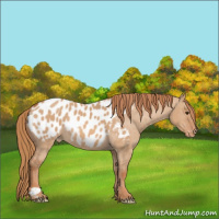 Horse Color:Red Dun Appaloosa 