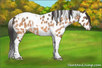 Horse Color:Bay Dun Tobiano Appaloosa 
