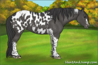 Horse Color:Black Tobiano Near Leopard 
