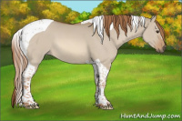 Horse Color:Red Dun Tobiano 