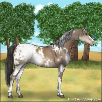 Horse Color:White Spotted Liver Red Dun Appaloosa 