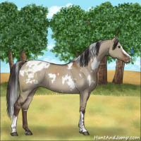 Horse Color:White Spotted Liver Red Dun Sabino Appaloosa 