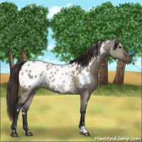 Horse Color:White Spotted Brown Dun Mushroom Appaloosa 