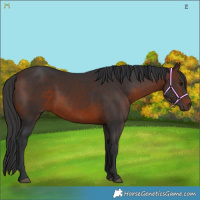 Horse Color:Brown 