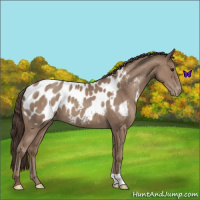 Horse Color:Classic Champagne Appaloosa 