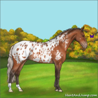 Horse Color:Silver Brown Roan Near Leopard 