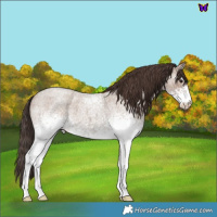 Horse Color:White Spotted Classic Champagne Roan 