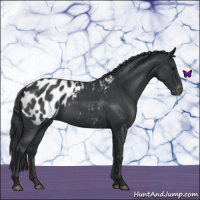 Horse Color:Blue Roan Appaloosa 