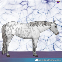 Horse Color:Blue Roan Appaloosa 
