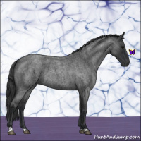 Horse Color:Blue Roan 
