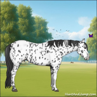 Horse Color:Blue Roan Near Leopard 