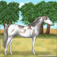Horse Color:Liver Red Dun Mushroom Sabino Splash Tobiano 