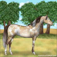 Horse Color:Gray White Spotted Buckskin Pearl Dun Sabino 