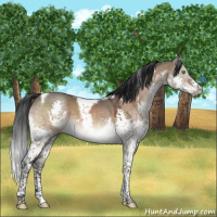 Horse Color:White Spotted Brown Dun Splash Tobiano 