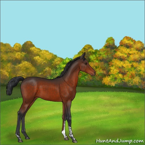 Horse Color:Brown Tobiano 