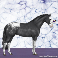 Horse Color:Blue Roan Splash Appaloosa Rabicano 