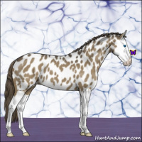 Horse Color:Smoky Blue Roan Splash Appaloosa 