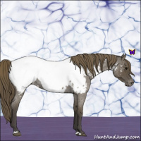 Horse Color:Smoky Blue Roan Near Fewspot 