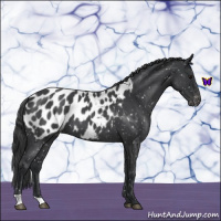 Horse Color:Blue Roan Near Leopard 