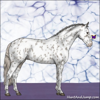 Horse Color:Silver Blue Roan Near Leopard 