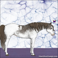 Horse Color:White Spotted Smoky Blue Roan Splash Snowcap 