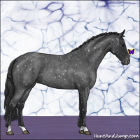 Horse Color:Blue Roan Snowflake Varnish 