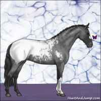 Horse Color:Blue Roan Snowcap 