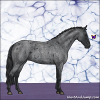 Horse Color:Blue Roan 