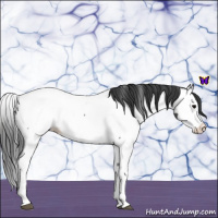 Horse Color:Blue Roan Splash Near Fewspot 