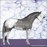 Horse Color:Blue Roan Splash Snowcap 