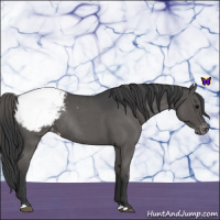 Horse Color:Blue Roan Appaloosa Rabicano 