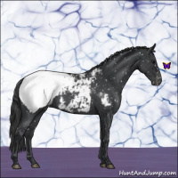 Horse Color:Blue Roan Snowcap
