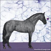 Horse Color:Blue Roan 
