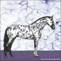 Horse Color:Blue Roan Near Leopard 