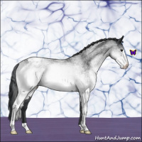 Horse Color:White Spotted Blue Roan Appaloosa 
