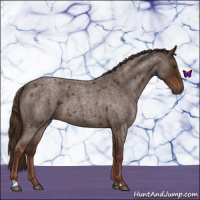 Horse Color:Liver Red Roan 