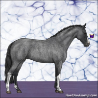Horse Color:Blue Roan Varnish