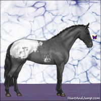 Horse Color:Blue Roan Snowcap 