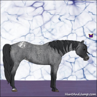 Horse Color:Blue Roan Varnish 