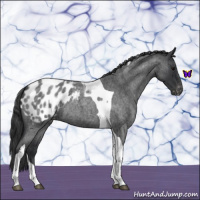 Horse Color:Blue Roan Tobiano Appaloosa 