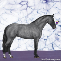 Horse Color:Blue Roan Varnish 