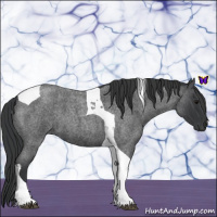 Horse Color:Blue Roan Tobiano 