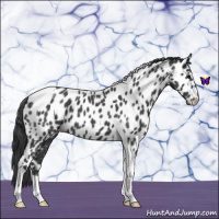 Horse Color:Blue Roan Tobiano Leopard 