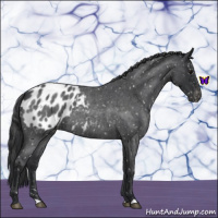 Horse Color:Blue Roan Appaloosa