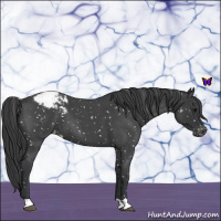 Horse Color:Blue Roan Snowcap 