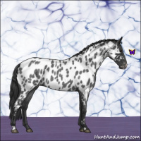 Horse Color:Blue Roan Appaloosa 