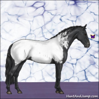 Horse Color:Blue Roan Near Fewspot 